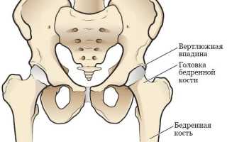 Анатомия тазобедренного сустава