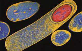 Инфекция сlostridium difficile