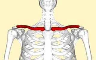 Ключица у человека: строение, функции, заболевания