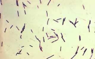 Клостридии в кале у ребенка: опасность и лечение патологии